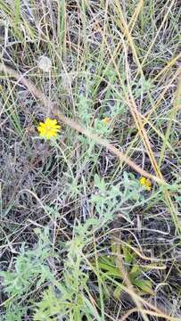 Image of hairy false goldenaster