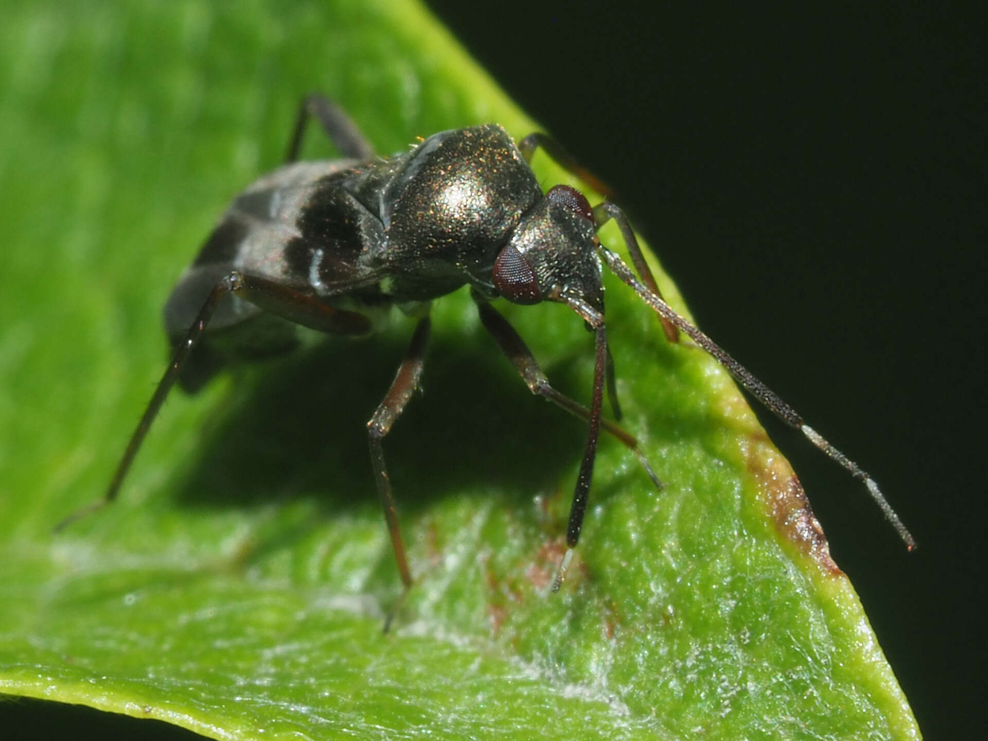 Image of Leaf bug