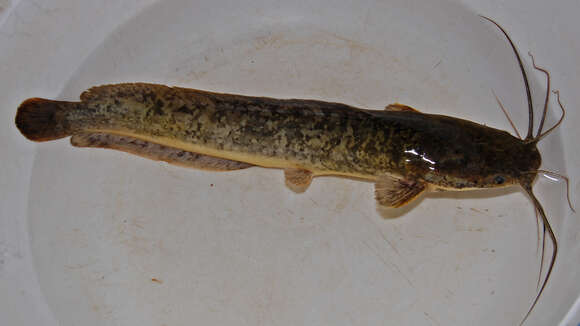 Image of African Catfish