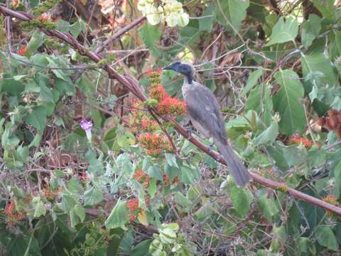 Philemon buceroides (Swainson 1838)的圖片