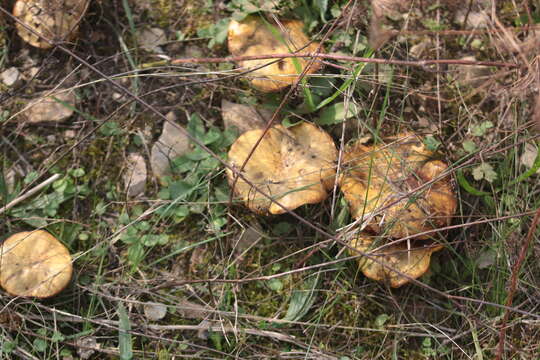 Image of Suillus collinitus (Fr.) Kuntze 1898