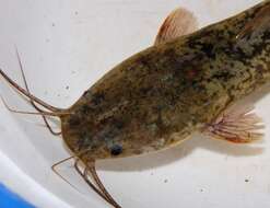 Image of African Catfish