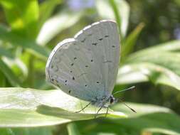 Image of holly blue