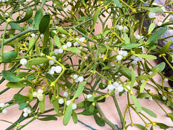 Image of European mistletoe