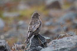 Image of Black-headed Mountain-Finch