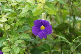 Image de Thunbergia erecta (Benth.) T. Anders.