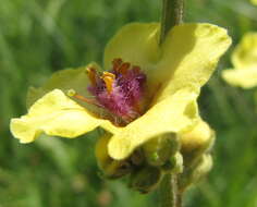 Image of nettle-leaf mullein