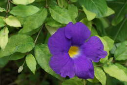 Image de Thunbergia erecta (Benth.) T. Anders.