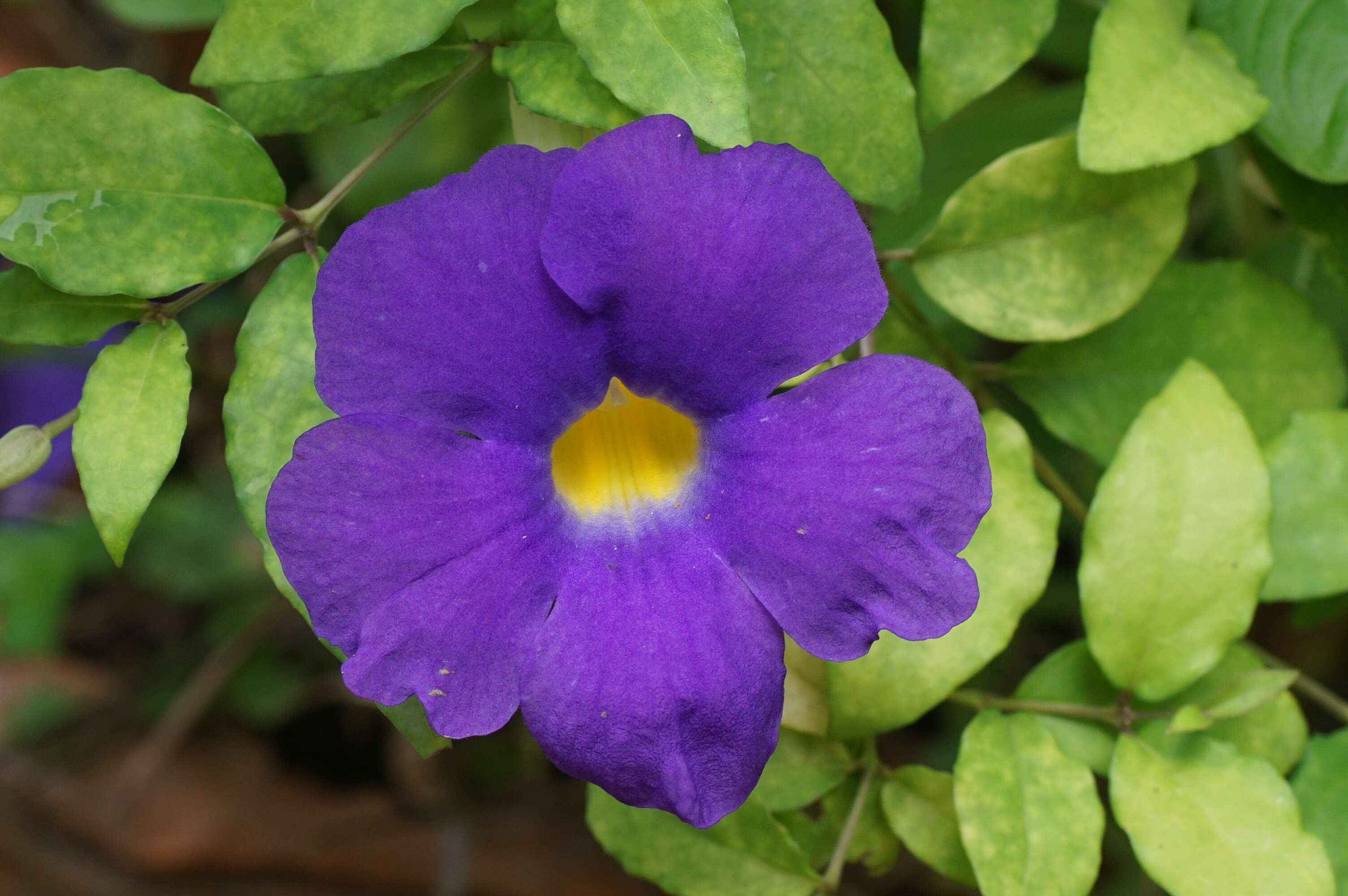 Image de Thunbergia erecta (Benth.) T. Anders.