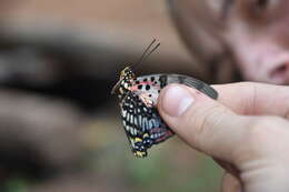 Imagem de Charaxes zingha Stoll 1780