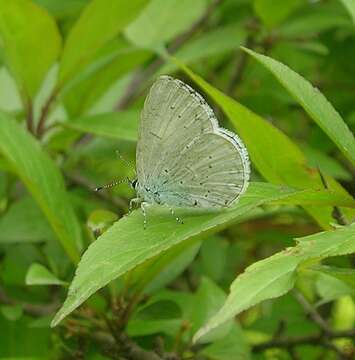 Image of holly blue