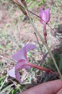 Image of Mandevilla novocapitalis Markgr.