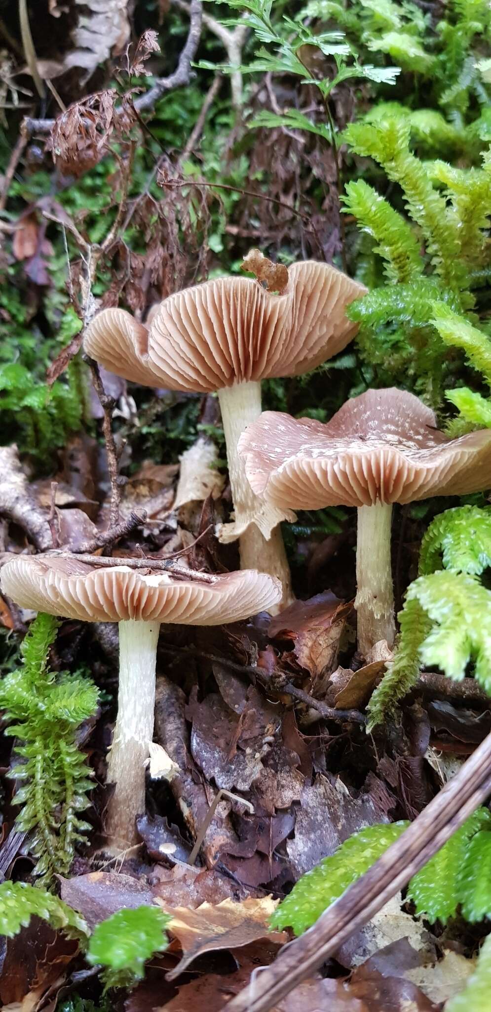 Image of Cortinarius meleagris (E. Horak & G. M. Taylor) E. Horak, Peintner, M. M. Moser & Vilgalys 2002