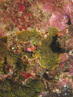 Image of Slender Lettuce Coral