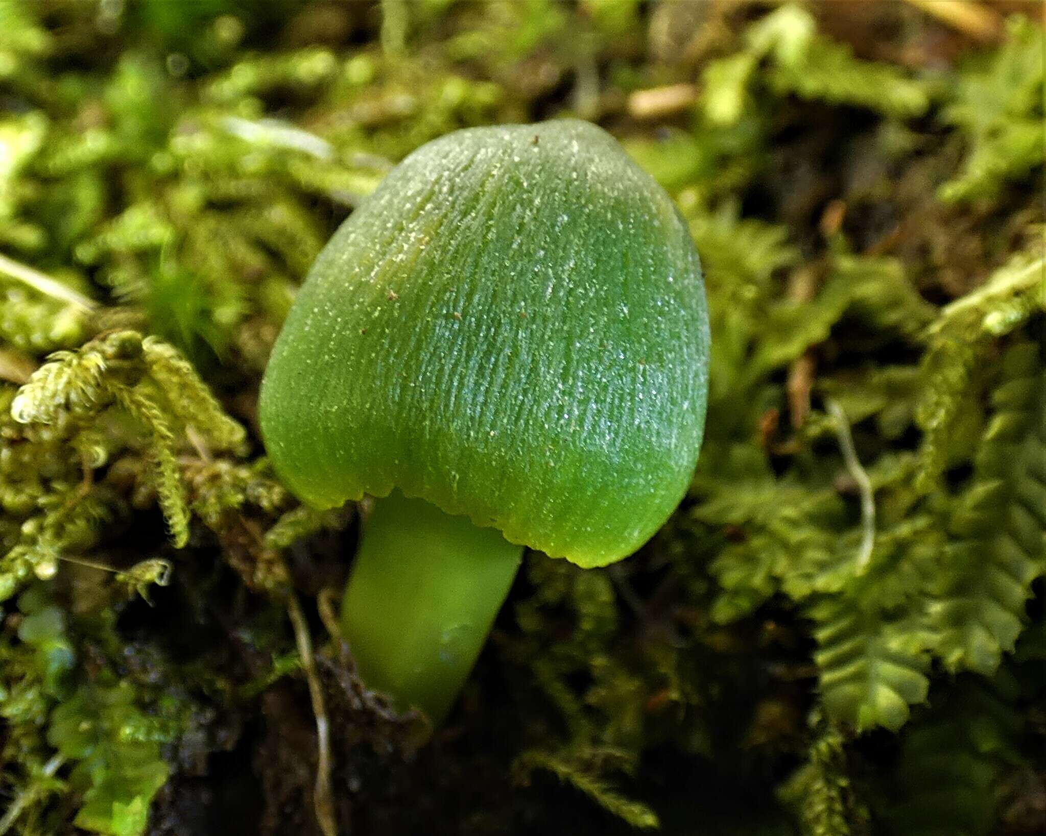 Image of Humidicutis luteovirens (E. Horak) E. Horak 1990