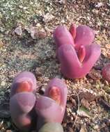 Image of Lithops optica (Marloth) N. E. Br.