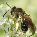 Image of Andrena proxima (Kirby 1802)