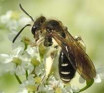 Image of Andrena proxima (Kirby 1802)