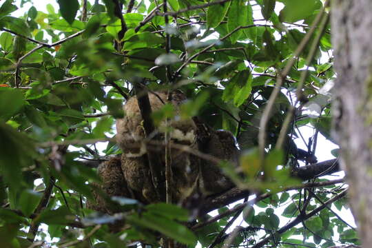 Image of Woolly Lemur