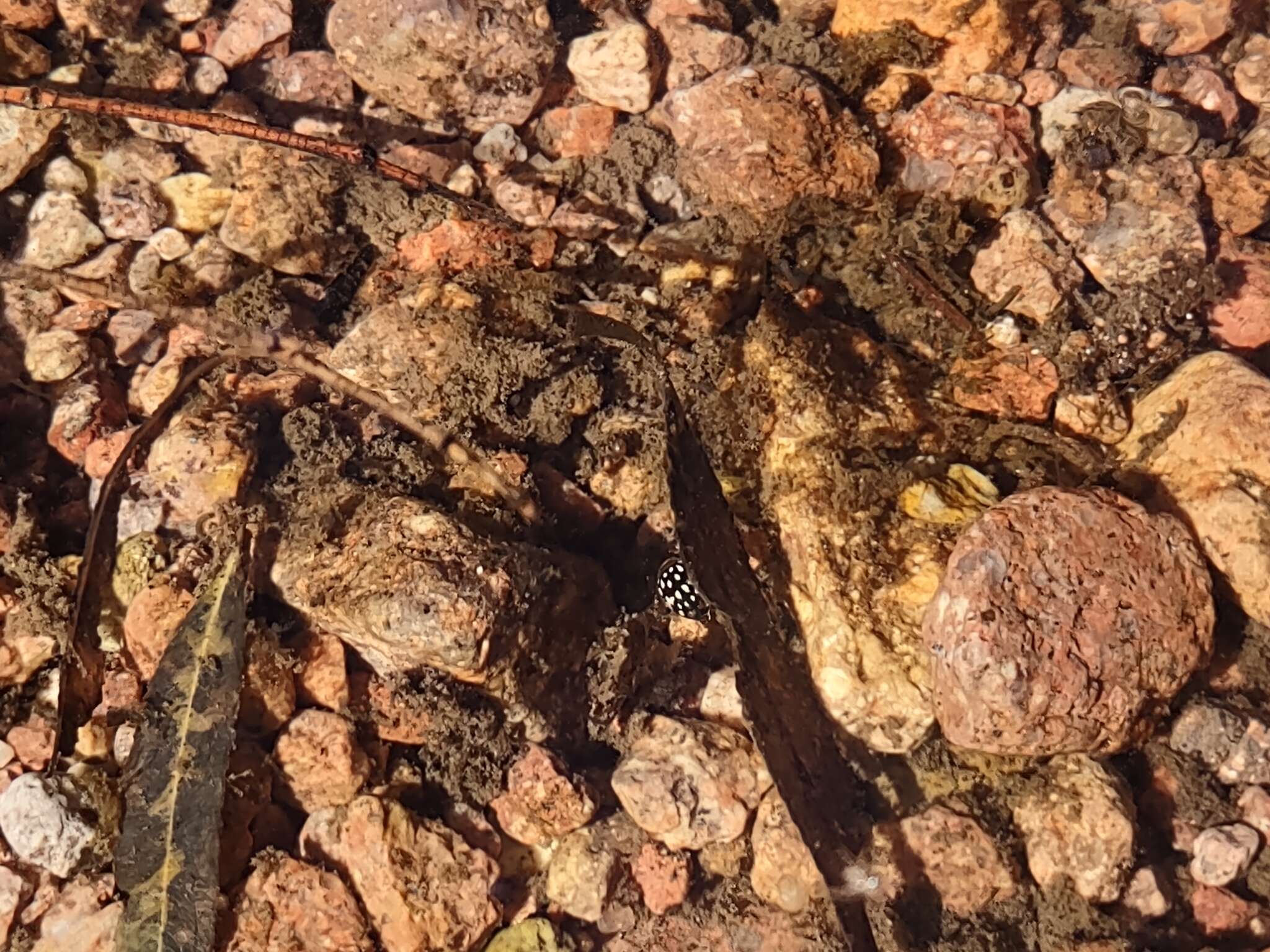 Image of Laccophilus pictus coccinelloides Régimbart 1889