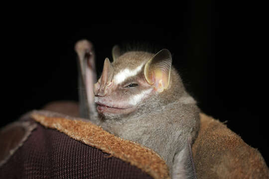 Image of Salvin's Big-eyed Bat