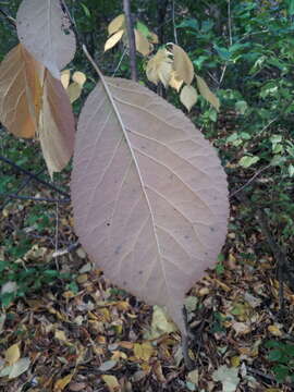 Слика од Prunus nigra Ait.