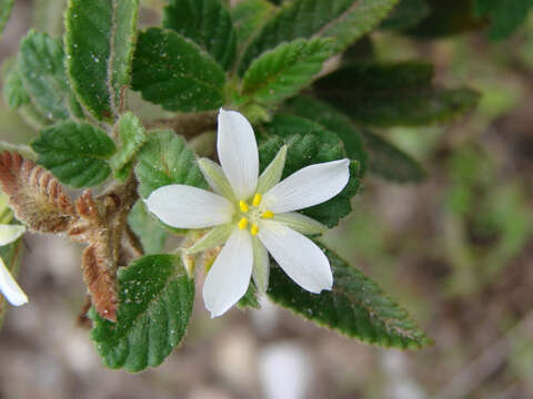 Image of Turnera chamaedrifolia Cambess.