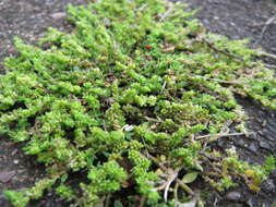 Image of smooth rupturewort