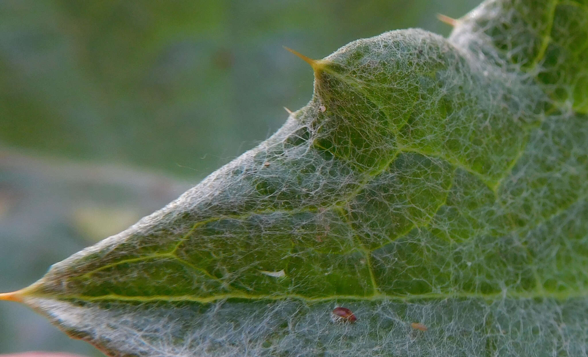 Image of Cotton Thistle