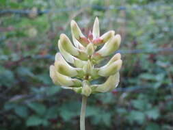 Image of licorice milkvetch