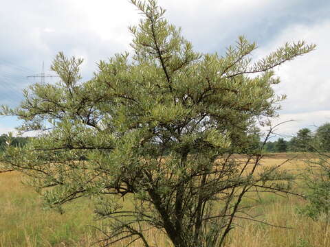 Imagem de Hippophae rhamnoides L.