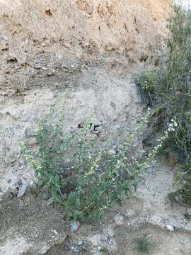 Image of hot springs globemallow