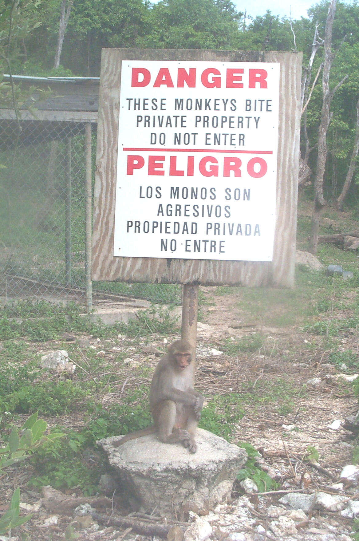 Image of Rhesus Monkey