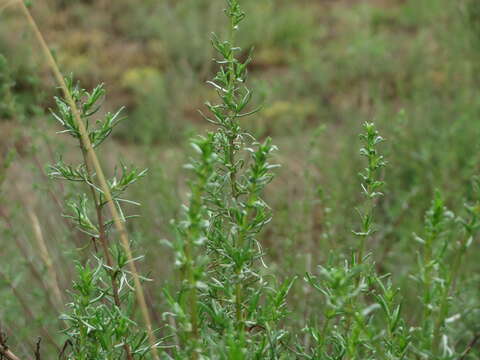 Image of field sagewort