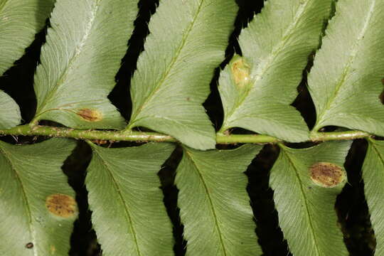 Image of Taphrina polystichi Mix 1938