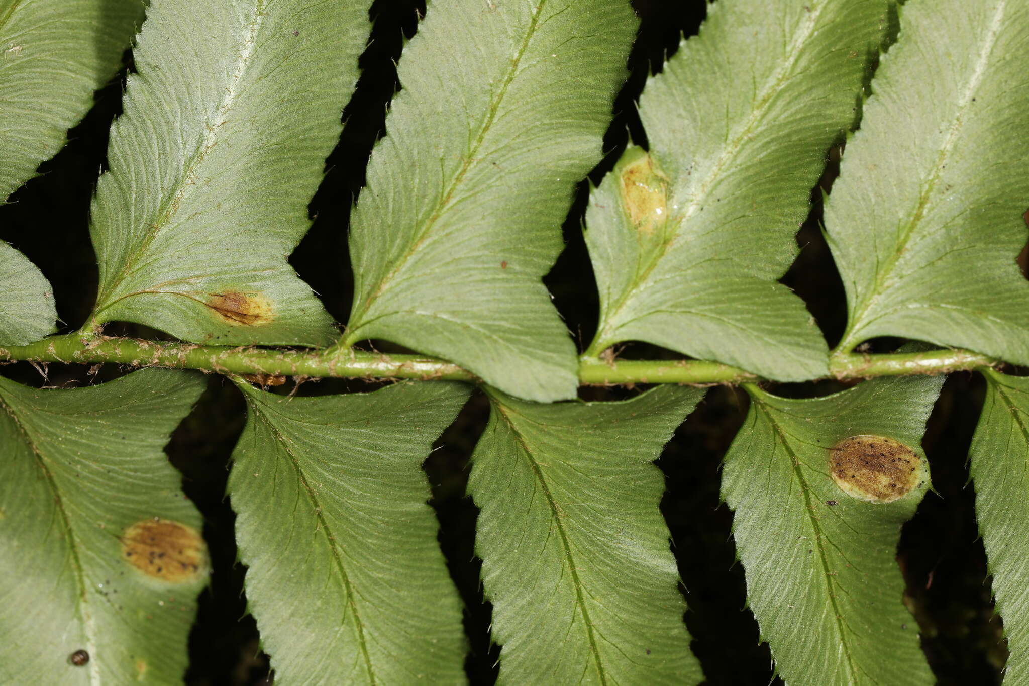 Plancia ëd Taphrina polystichi Mix 1938