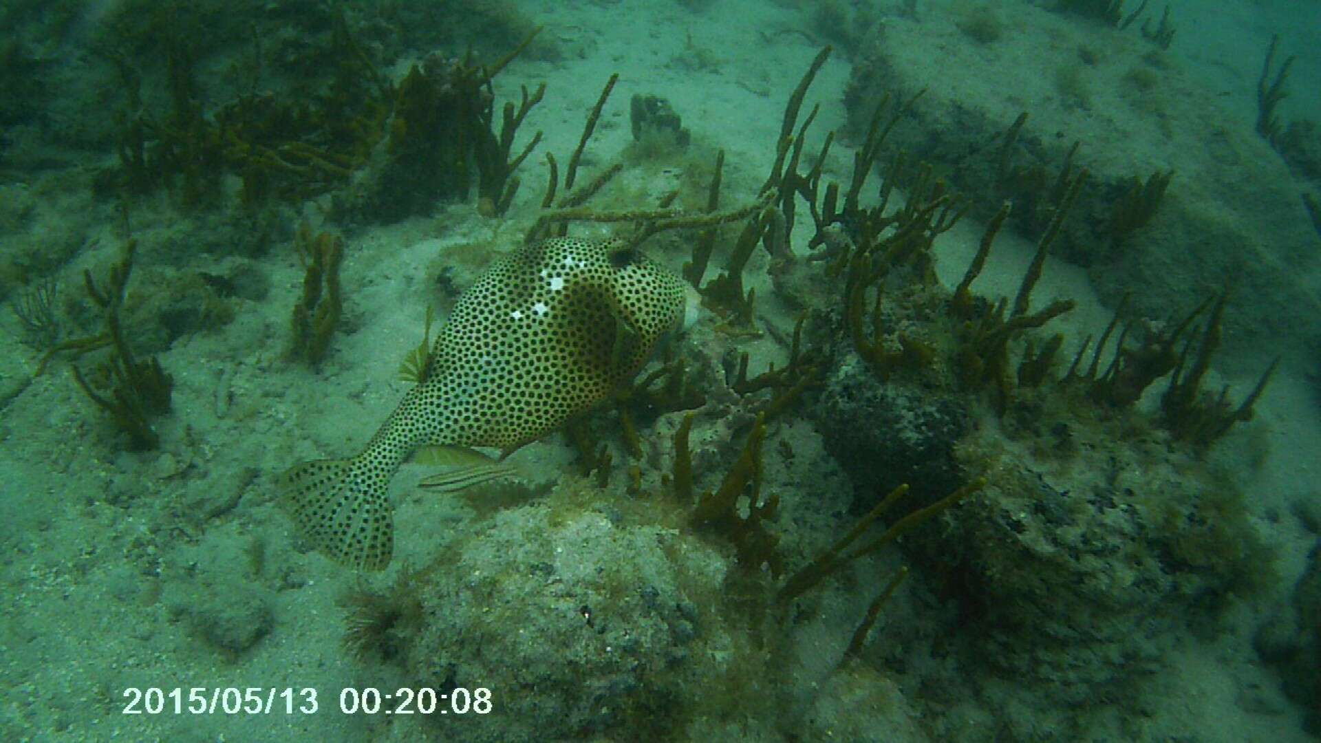 Image of Spotted Trunkfish