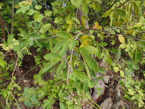 Senna macranthera (Collad.) H. S. Irwin & Barneby resmi