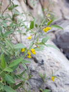 Image of Texas snoutbean