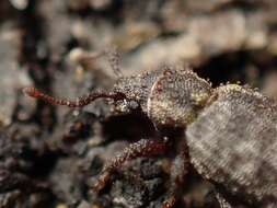 Image of Weevil