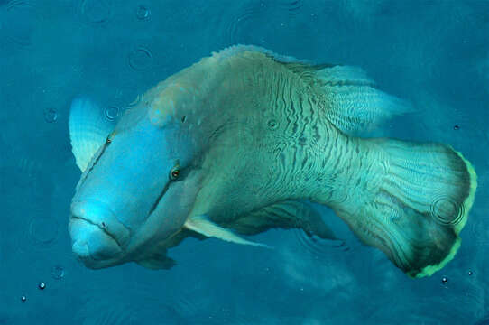 Image of Giant Wrasse