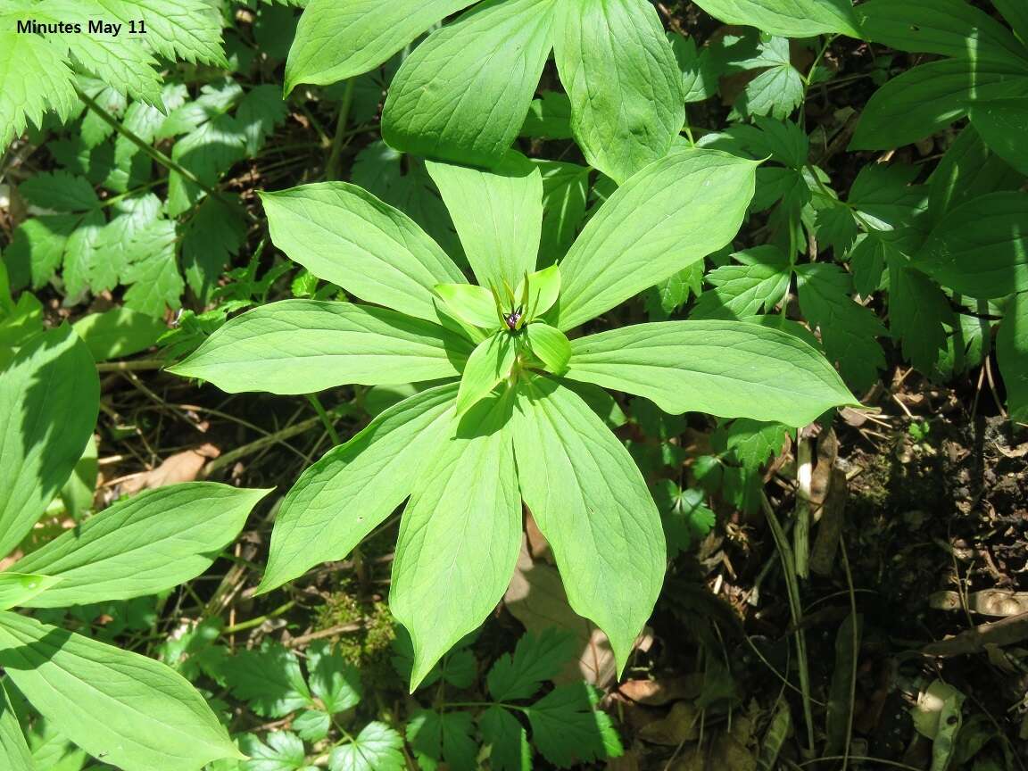 Image of Paris verticillata M. Bieb.