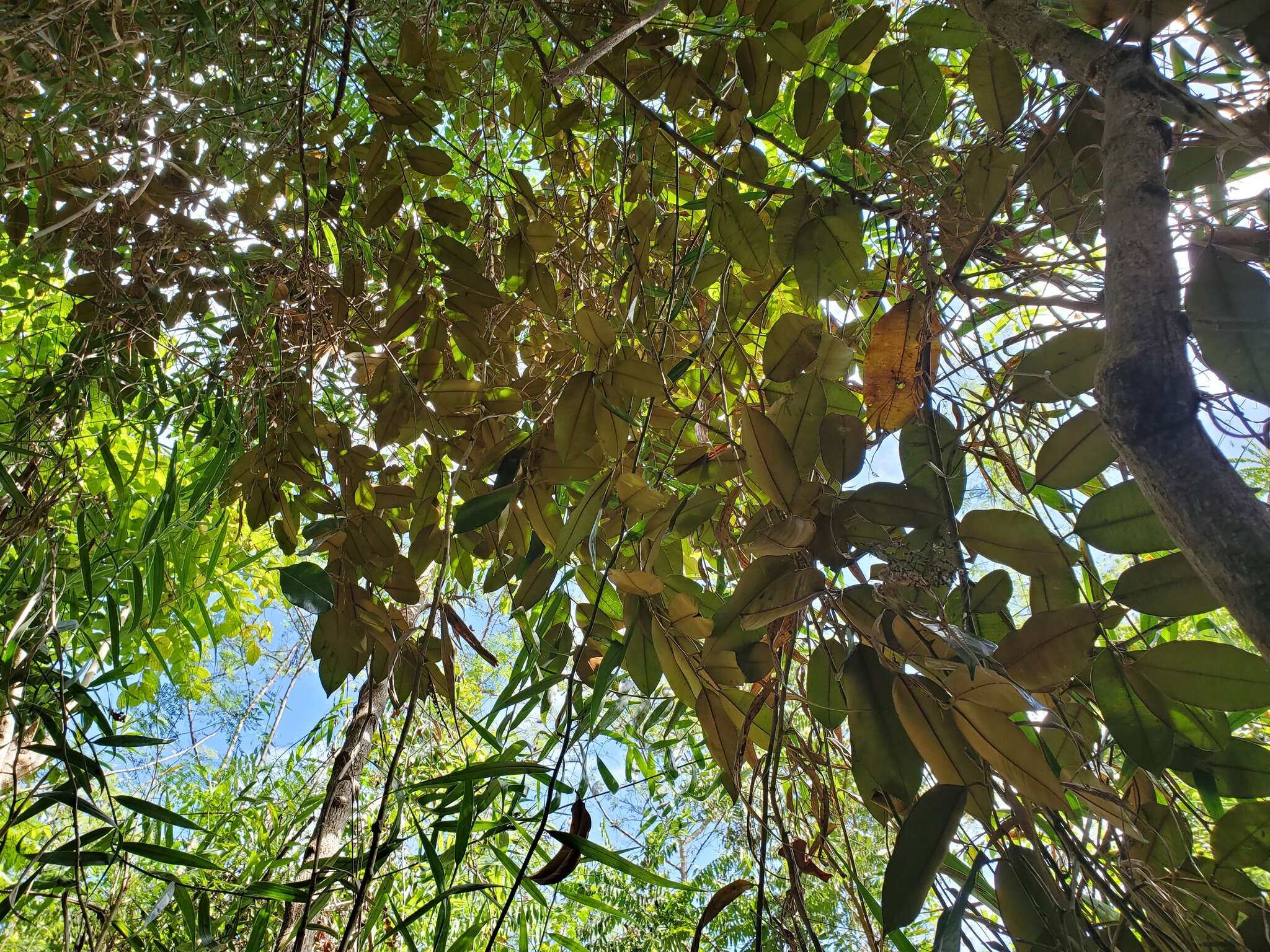 Chrysophyllum cainito L. resmi