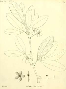 Image of ochna