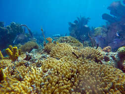 Image of Yellow Pencil Coral