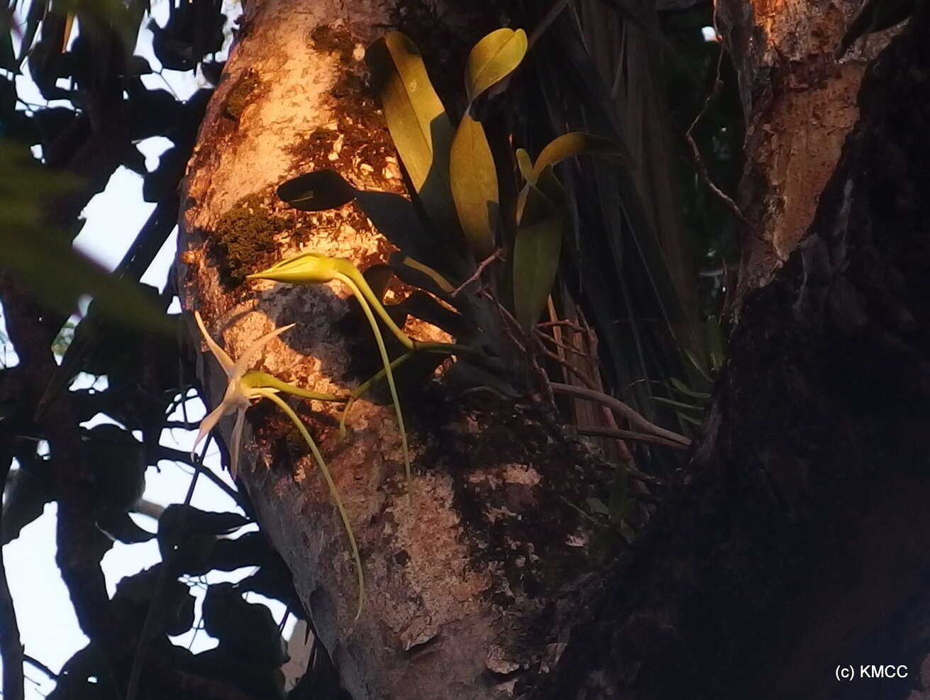 Image de Étoile de Madagascar