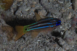 Image of Blue-eye cardinalfish