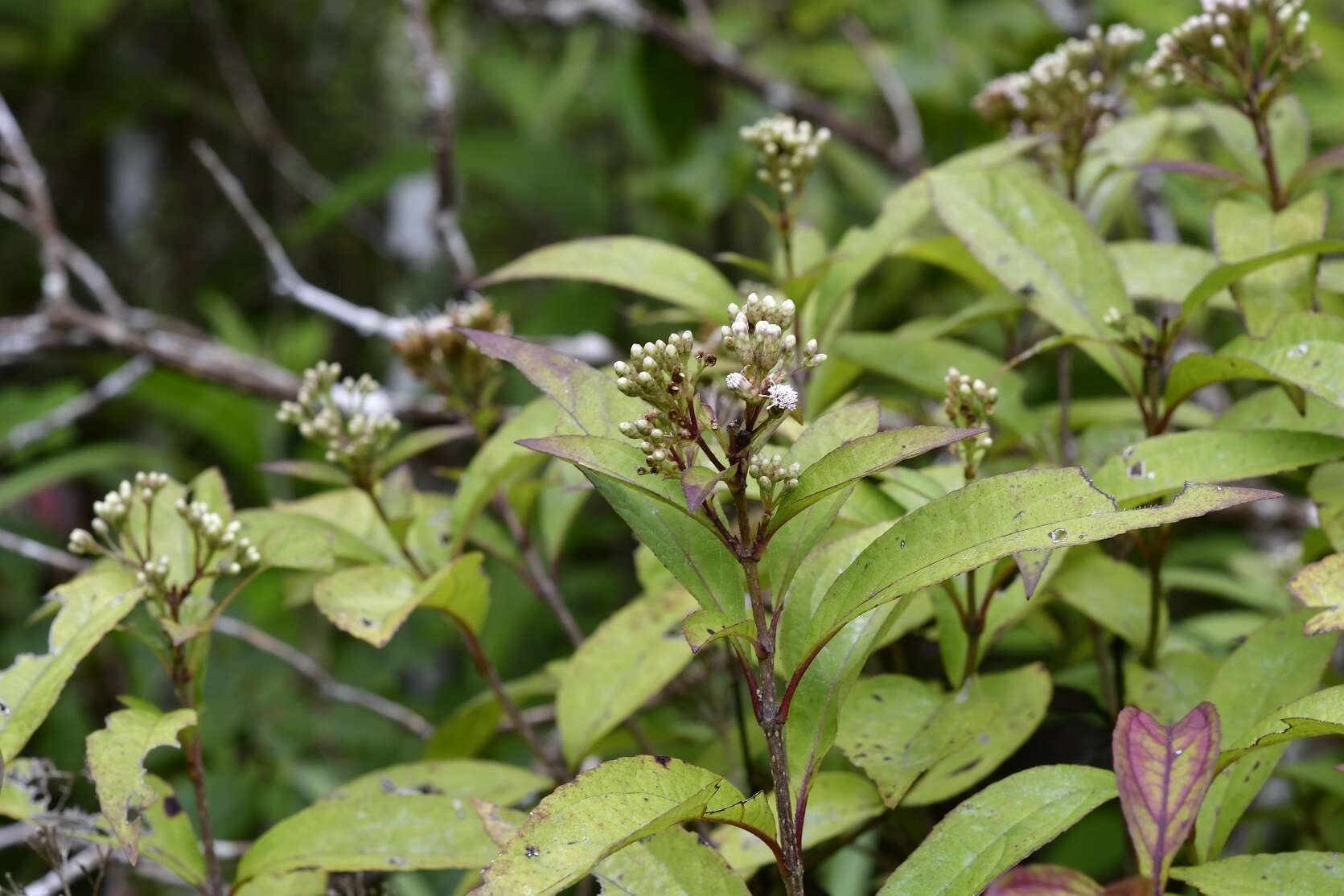 Plancia ëd Chromolaena quercetorum (L. O. Williams) R. King & H. Rob.