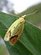 Image of Agapeta