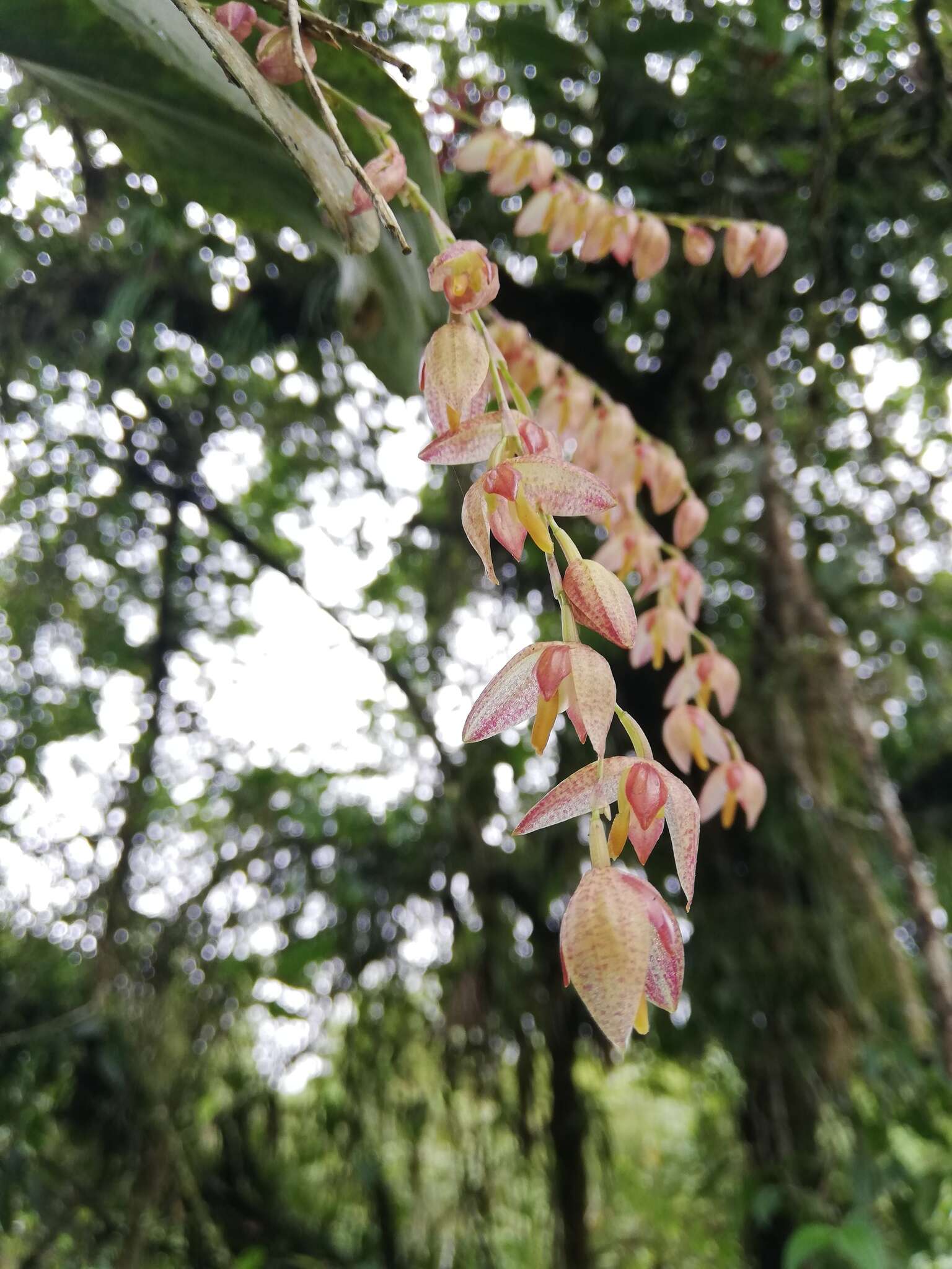 Image of Stelis restrepioides (Lindl.) Pridgeon & M. W. Chase